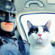 Batman et un chat qu'il a sauvé