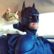 Batman a sauvé ce chat