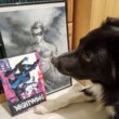 Un chien noir et blanc pose devant le comics Nightwing et un portrait de Nightwing